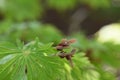 Amur maple Acer japonicum Maiku Jaku seeds Royalty Free Stock Photo